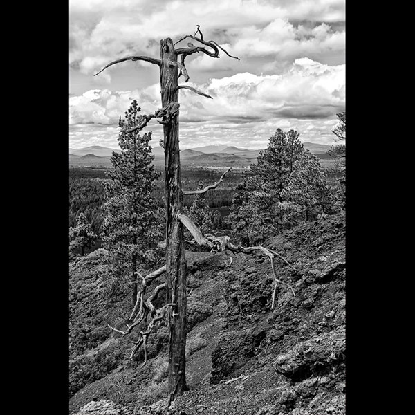 Skeleton Tree at the Lava Butte, Oregon